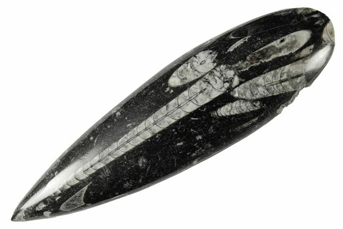 Polished Fossil Orthoceras (Cephalopod) - Morocco #182049